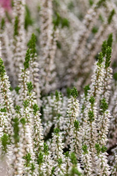 Heather Calluna blomma vit, bakgrund blommig bakgrund närbild vertikal. Blommande kvistar av vanlig ljung — Stockfoto