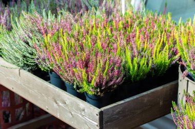 Heather Calluna 'nın saksılarda açması, çiçekçinin ahşap konteynırında çalıların üzerinde pembe çiçekler. Bir saksıda funda