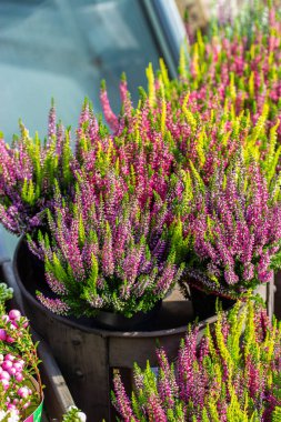 Saksıda çiçek açan Heather Calluna. Dikey fon, çiçekçi. Heather bir saksıda, bahçe sonbahar süslemesi