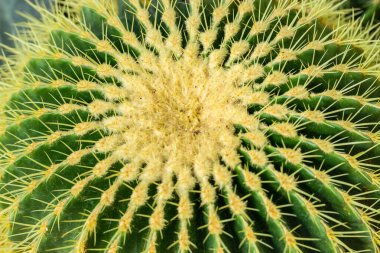 Echinocactus grusonii yakın plan, arka plan dokusu. Echinocactus familyasından sulu bir bitki. Kocaman sarı dikenli bir kaktüs sapı.