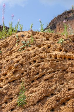 Yüksek kumlu bir sahilde hızlı bir yuva. Bir sürü yuvayı deliklere tıkıyor. Doğa, kum dağı, yuva kuran hızlı Apodidae