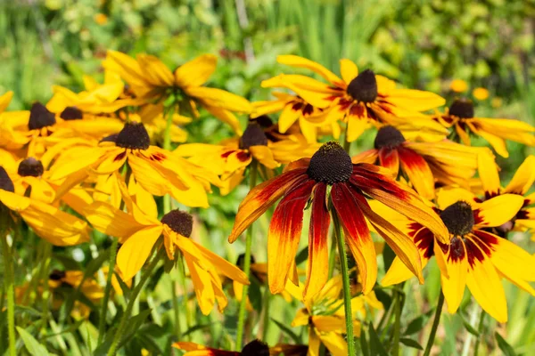 Black-eyed Susan Rudbeckia, background backdrop postcard. Bright sunny yellow brown flower, decoration of the flowerbed garden