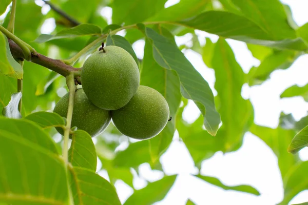 Gröna omogna frukter av en valnöt som hänger på en gren. Naturligt valnötsträd med tre gröna jordnötter i skalet, fräsch natur. Valnötsmat — Stockfoto