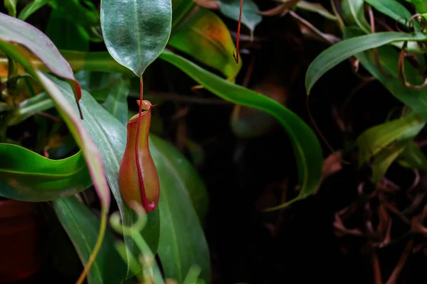 Nepenthes alata Blanco pianta carnivora. Nepenthes brocca rossa su fondo fogliame, verticale — Foto Stock