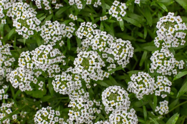 Lobularia maritima jardim planta decorar. Planta de gramado com pequenas flores brancas na haste. Fundo de fundo papel de parede vista superior — Fotografia de Stock