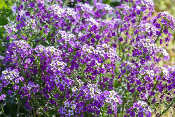 Lobularia blossom with purple lilac small flowers. Garden ornamental flowering plant. Background sunny summer backdrop — Stock Photo, Image