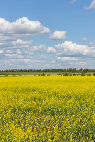 Prado de colza en flor, flores amarillas, cielo azul claro con nubes blancas cúmulos. Paisaje rural con campo de flores de colza — Foto de Stock