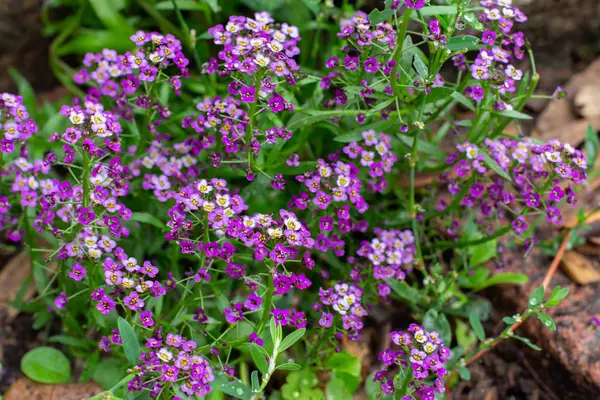 Lobularia fioritura con fiori viola. Giardino decorativo pianta da fiore. sfondo sfondo carta da parati fioritura — Foto Stock