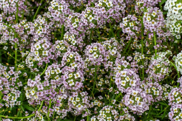 Lobularia maritima flor gramado jardim planta é usada para projetar bordas, canteiros de flores. Fundo de fundo papel de parede vista superior — Fotografia de Stock