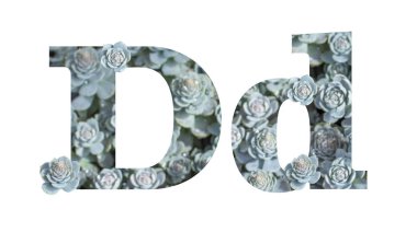 D harfi büyük ve küçük harfler beyaz arka planda izole edilmiş. İngiliz alfabesi gri gümüş süslemeli Crassula izole
