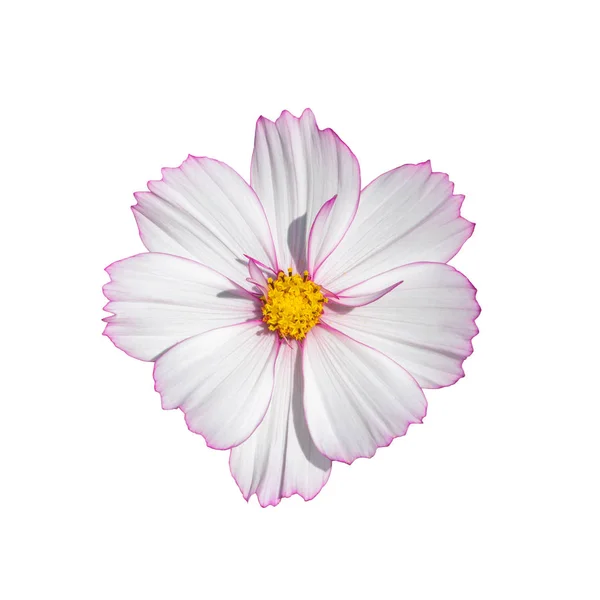 Cosmos flor flor blanca aislada sobre fondo blanco. Flor natural fresca cosmos flor vista superior aislar —  Fotos de Stock