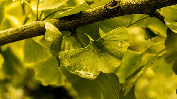 Zielony liść ginkgo biloba zbliżenie. Naturalne świeże liście ginkgo z kroplami deszczu — Zdjęcie stockowe