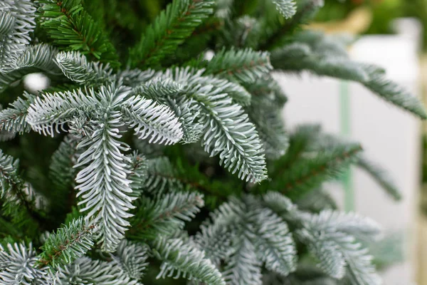 Beautiful Christmas tree with green needles snow-dusted background backdrop. Artificial spruce for decoration New Year and Christmas holiday — Stock Photo, Image