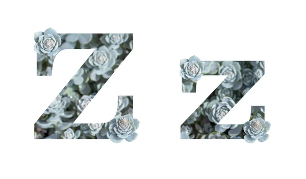 Letter Z uppercase and lowercase isolated on a white background. English alphabet gray silver decorated with Succulent Crassula — Stock Photo, Image