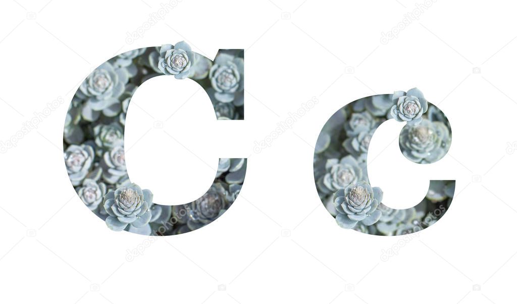 Letter C lowercase and uppercase isolated on a white background. English Alphabet Decorated with Downhill Dunse Cap Crassula