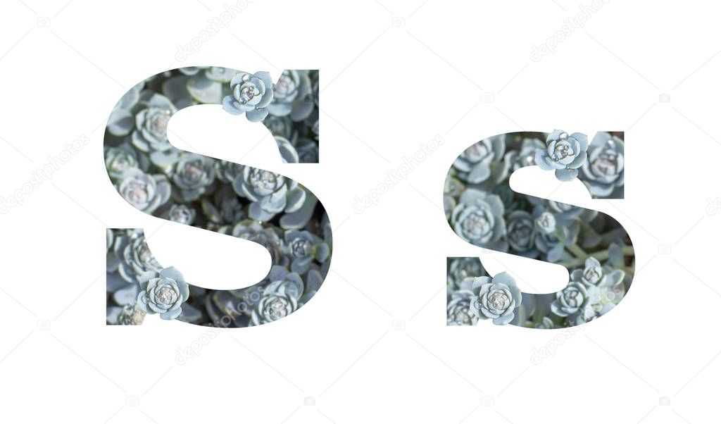 Letter S uppercase and lowercase isolated on a white background. English alphabet decorated of Downhill Chinese Dunse Cap Crassula