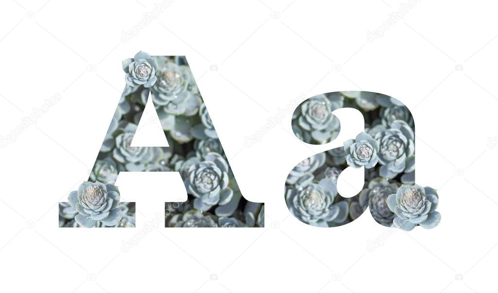 Letter A uppercase and lowercase isolated on a white background. English alphabet decorated against a background of Downhill Chinese Dunse Cap Crassula
