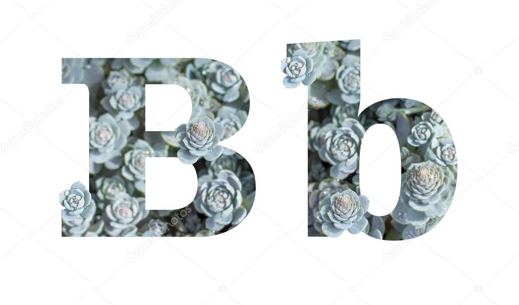 Lowercase and uppercase letter B is isolated on white background. English Alphabet Decorated with Downhill Chinese Dunse Cap Crassula