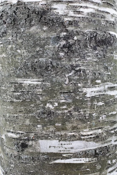 Textura de corteza de abedul. La superficie del tronco de un viejo abedul natural. Fondo de pantalla de naturaleza de fondo de superficie texturizada para el diseño . — Foto de Stock