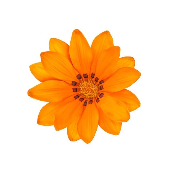 Жовтий апельсин Газанії яскраво-яскрава квітка ізольована на білому. Квітка Asteraceae Gazana ізоляція — стокове фото