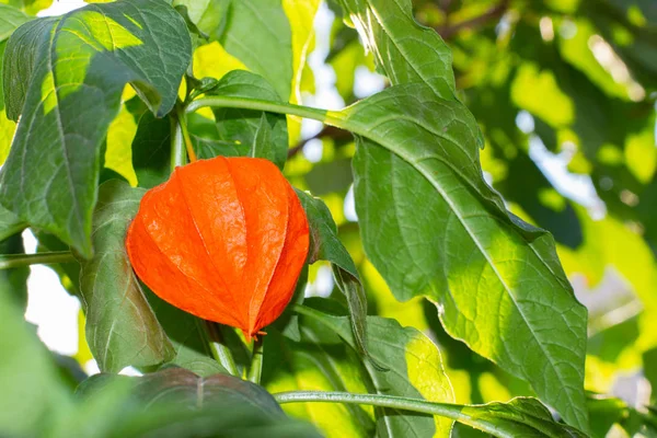 Яркие оранжевые плоды растения Физиалис, апельсиновый спелый перец на высоком стебле с большими зелеными грубыми листьями. harhed physalis — стоковое фото