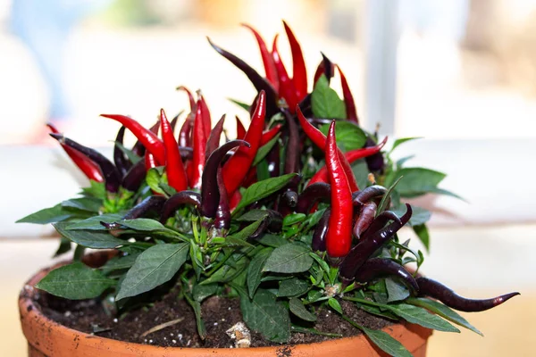 Des piments forts dans une casserole. Beau légume frais maison, poivron rouge bordeaux violet bio — Photo