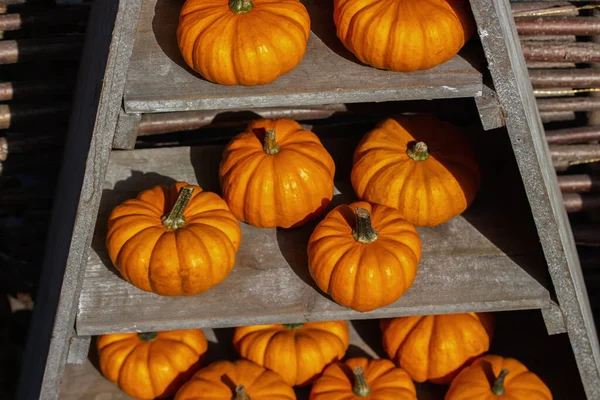Lindas calabazas de naranja, fresca cosecha otoñal de calabaza de verduras. Diseño de calabaza de halloween brillante soleado maduro — Foto de Stock