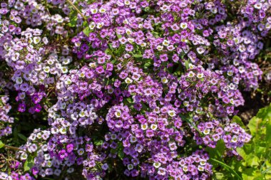 Lobularia mor leylak çiçekleri ile çiçek açar. Bahçe süsleme bitkisi, bahçe süsleme çimenliği
