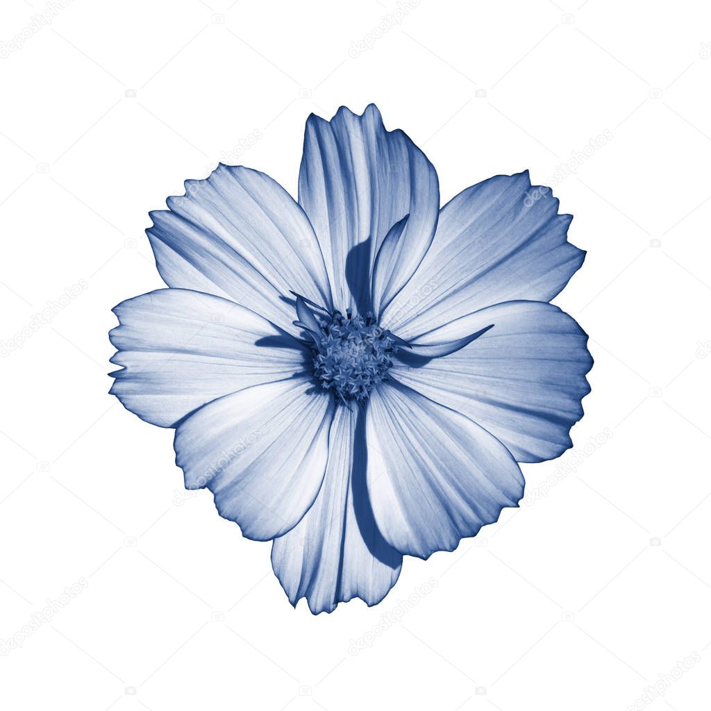 Cosmos terry flower isolated on white. Beautiful cosmos flower toned in classic blue isolate