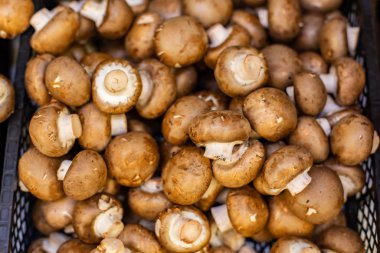 Mantar Agaricus bisporus, arka plan. Taze olgun Yenilebilir Kahverengi Agaricus Gelişmiş Şampiyon Mantar