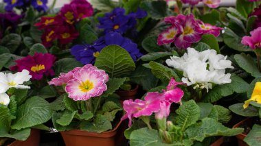 Primula çuha çiçeği çiçek arkaplan tasarımı. Çiçek açan mavi pembe beyaz çiçek. Kavanozda Primula çuha çiçeği