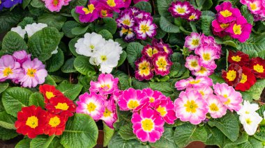 Primula çuha çiçeği çiçek arkaplan tasarımı panoramik. Kırmızı, pembe, bordo, ekilmiş, çiçek açan. Primula Çuha Çiçeği Panoraması