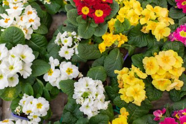 Bir sürü Primula çuha çiçeği üst görünümü. Kavanozda kırmızı, sarı, parlak, bahar çiçeği. Primula primrose arkaplan duvar kağıdı arkaplanı