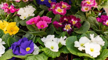 Primula çiçeğinin çiçek açması arka plan tasarımı. Mavi, beyaz, kırmızı çiçek. Primula çuha çiçeği çalıları tencerede