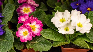 Primula çuha çiçeği açar. Beyaz pembe bahar ekimi çiçek açıyor. Yapraklı taze Primula çuha çiçeği.