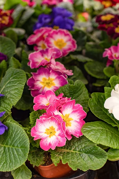 报春花是一串串的报春花，自然新鲜的双色或粉红色的报春花 — 图库照片