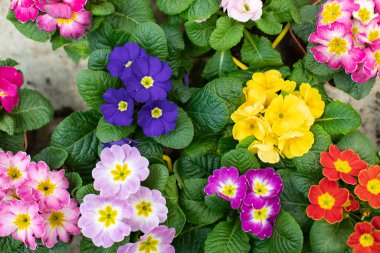 Birçok Primula çuha çiçeği üst görünüm tasarımı. Kap içinde kırmızı, mavi, sarı, bahar çiçeği. Primula primrose renkli arkaplan duvar kağıdı arkaplanı