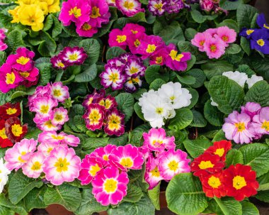Primula çuha çiçeği çiçek arkaplan tasarımı. Kırmızı, pembe, bordo, ekilmiş, çiçek açan. Primula çuha çiçeği tencere manzaralı