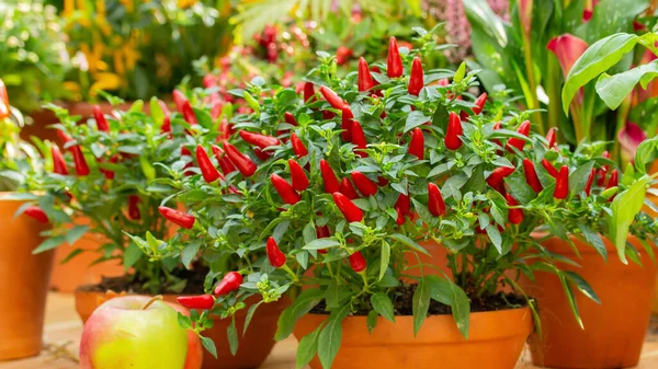 Piment Rouge Sur Buisson Vert Dans Une Casserole Argile Petits — Photo