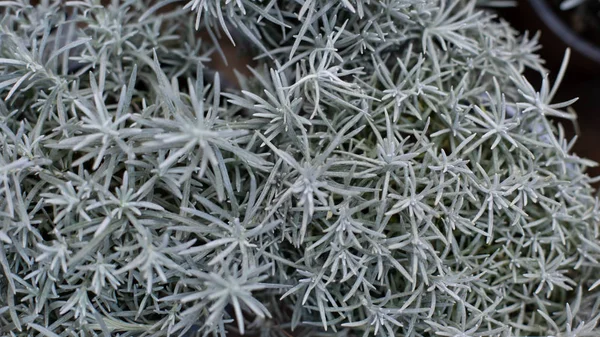 Helichrysum Italicum Växt Silvriga Blad Närbild Bakgrund Blommande Växt Tusenfamiljen — Stockfoto