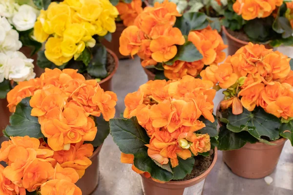 Orange Begonia Blossom Flower Pot Top View Background Wallpaper Backdrop — Stock Photo, Image