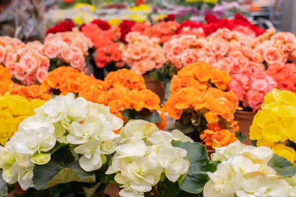 Fehér Narancs Piros Begónia Virágzás Egy Virágcserép Háttér Tapéta Háttér — Stock Fotó