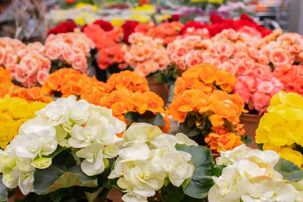 花の鍋に白いオレンジ色の赤ベゴニアの花 背景の壁紙の背景デザイン 花屋で多くの開花鉢植えのベゴニアの茂み 春の花の間の鉢植え — ストック写真