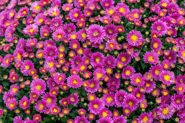 Bush Der Magenta Magenta Chrysanthemenblüte Ansicht Von Oben Leuchtend Rosa — Stockfoto