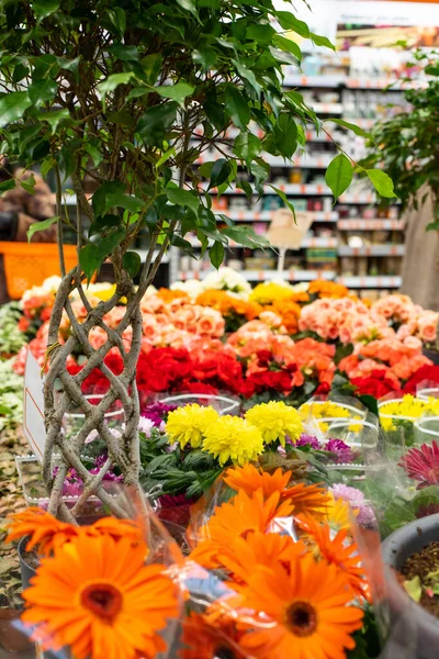 Flower Shop Counter Spring Bloom Gerbera Begonia Blossom Bright Red — Stock Photo, Image