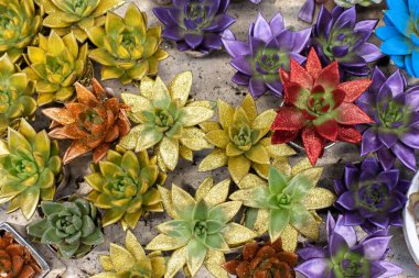 Echeveria sulu, ışıltılı dekoratif renk. Hediye olarak tencerede güzel parlak bir çiçek, gösterişsiz tropikal sulu. Egeveria altın parıltılı parlak boyayla süslenmiş, üst manzara.