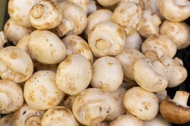 Beyaz şampiyon mantarlar, arka plan. Çoğu yenilebilir Agaricus mantarlarını yakın plan çeker. Taze taze saf beyaz mantar şampiyonu mantarı.