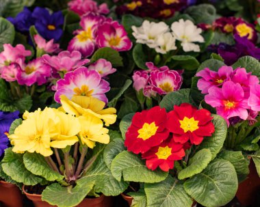Primula çuha çiçeği çiçek arkaplan tasarımı. Kırmızı sarı, ekilmiş, çiçek açmış. Primula çuha çiçeği bir saksıda