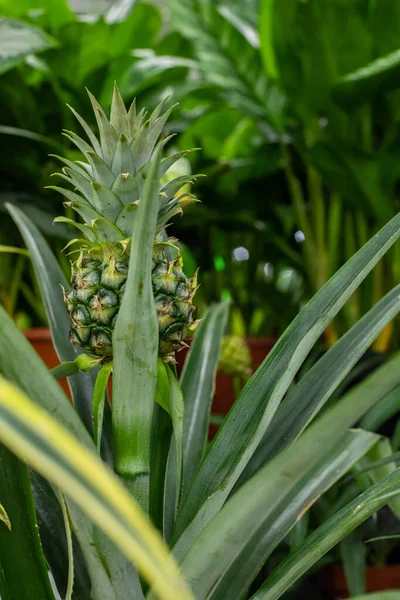 The green pineapple fruit is hiding in the foliage. Natural Ananas comosus pineapple fruit in a tropical greenhouse, one fruit of an exotic fruit Bromelia ananas on a bush
