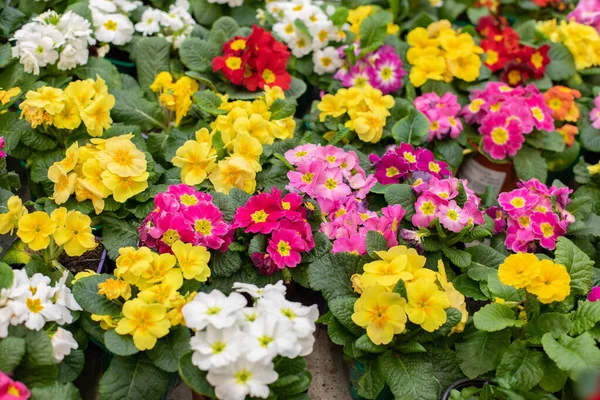 Установить Вид Сверху Primula Primrose Bsom Красно Желтый Культивируемый Разноцветный — стоковое фото